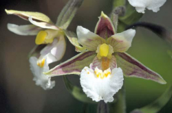 Legszebb_orchideaink1