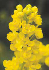 Regi_szomszedunk_a_mahonia2