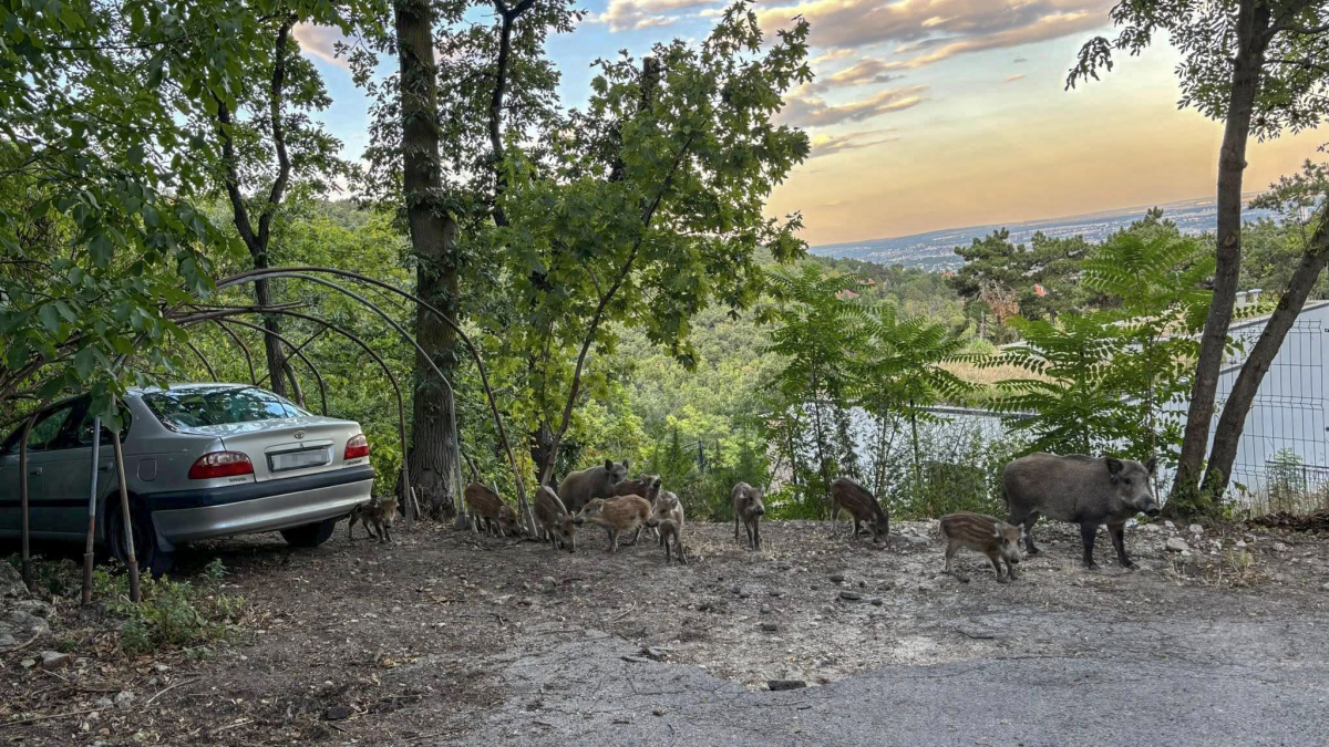 Az_onkormanyzatnak_nincs_merlegelesi_joga_1