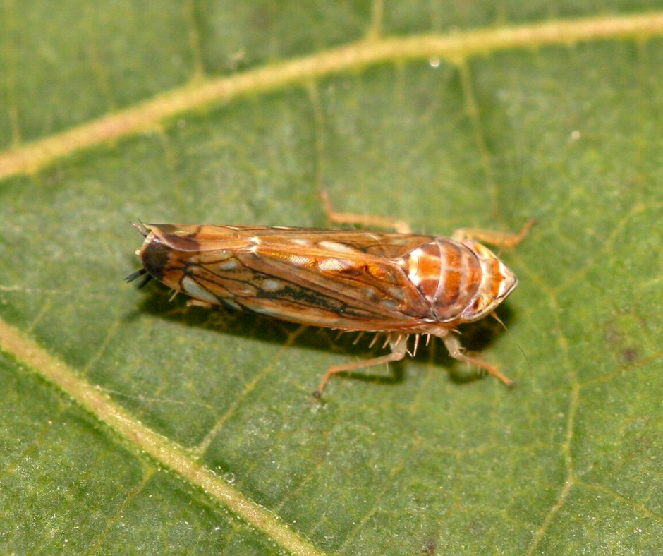 Vegveszelybe_sodorhatja_a_magyar_szolot_az_amerikai_szolokaboca Vegveszelybe_sodorhatja_a_magyar_szolot_az_amerikai_szolokaboca