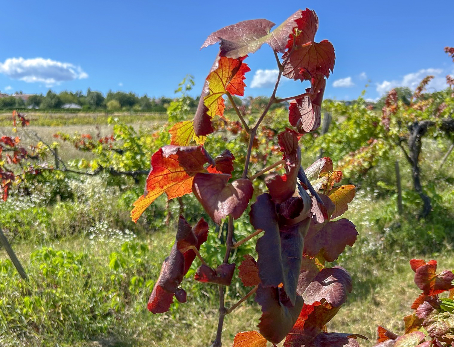 Vegveszelybe_sodorhatja_a_magyar_szolot_az_amerikai_szolokaboca_1 Vegveszelybe_sodorhatja_a_magyar_szolot_az_amerikai_szolokaboca_1