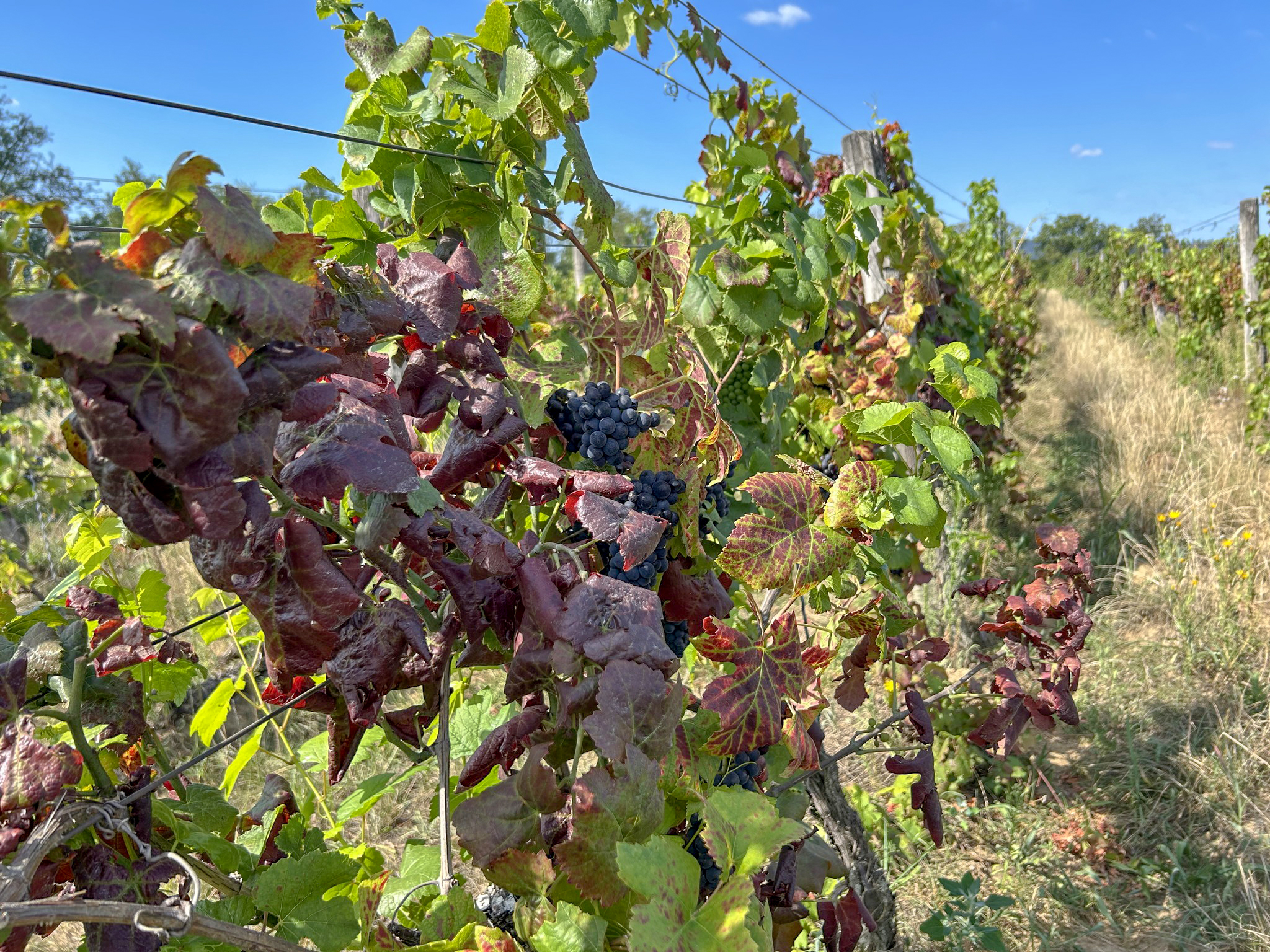 Vegveszelybe_sodorhatja_a_magyar_szolot_az_amerikai_szolokaboca_2 Vegveszelybe_sodorhatja_a_magyar_szolot_az_amerikai_szolokaboca_2