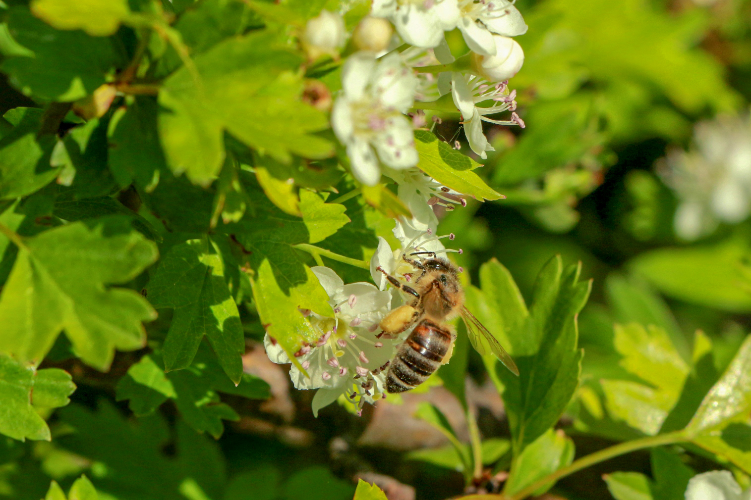 Miert_szeretjuk_annyira_a_mezet Miert_szeretjuk_annyira_a_mezet