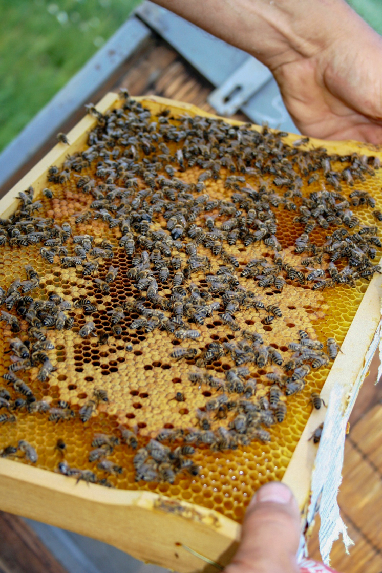 Miert_szeretjuk_annyira_a_mezet_2 Miert_szeretjuk_annyira_a_mezet_2