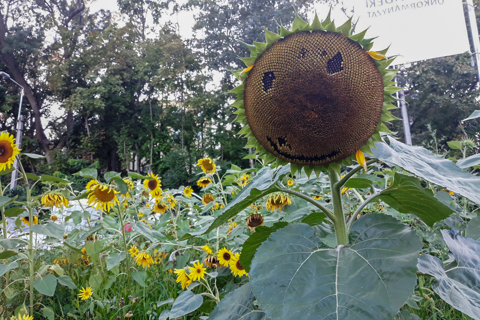 Miert_szeretjuk_annyira_a_mezet_5 Miert_szeretjuk_annyira_a_mezet_5