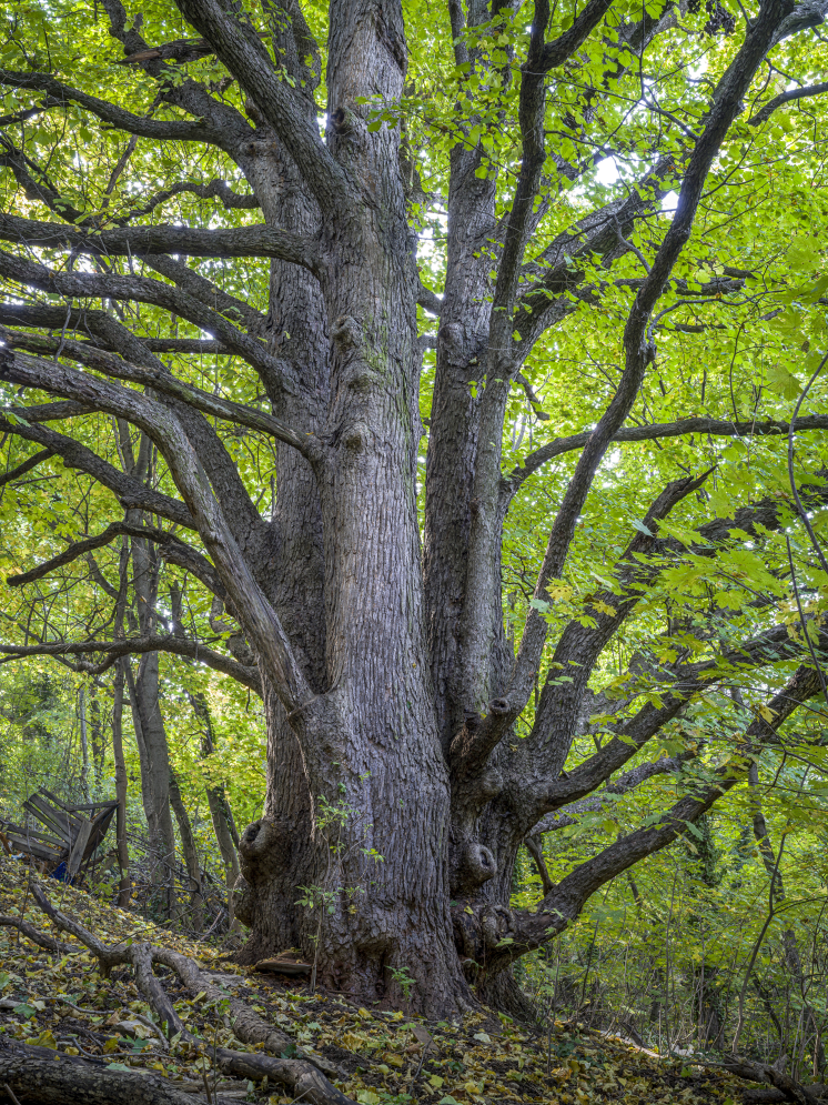 Mosolygo_matuzsalemek_akik_tanitanak_6