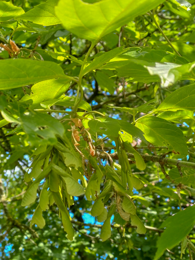 Vigyazat_novenyinvazio_1 Vigyazat_novenyinvazio_1