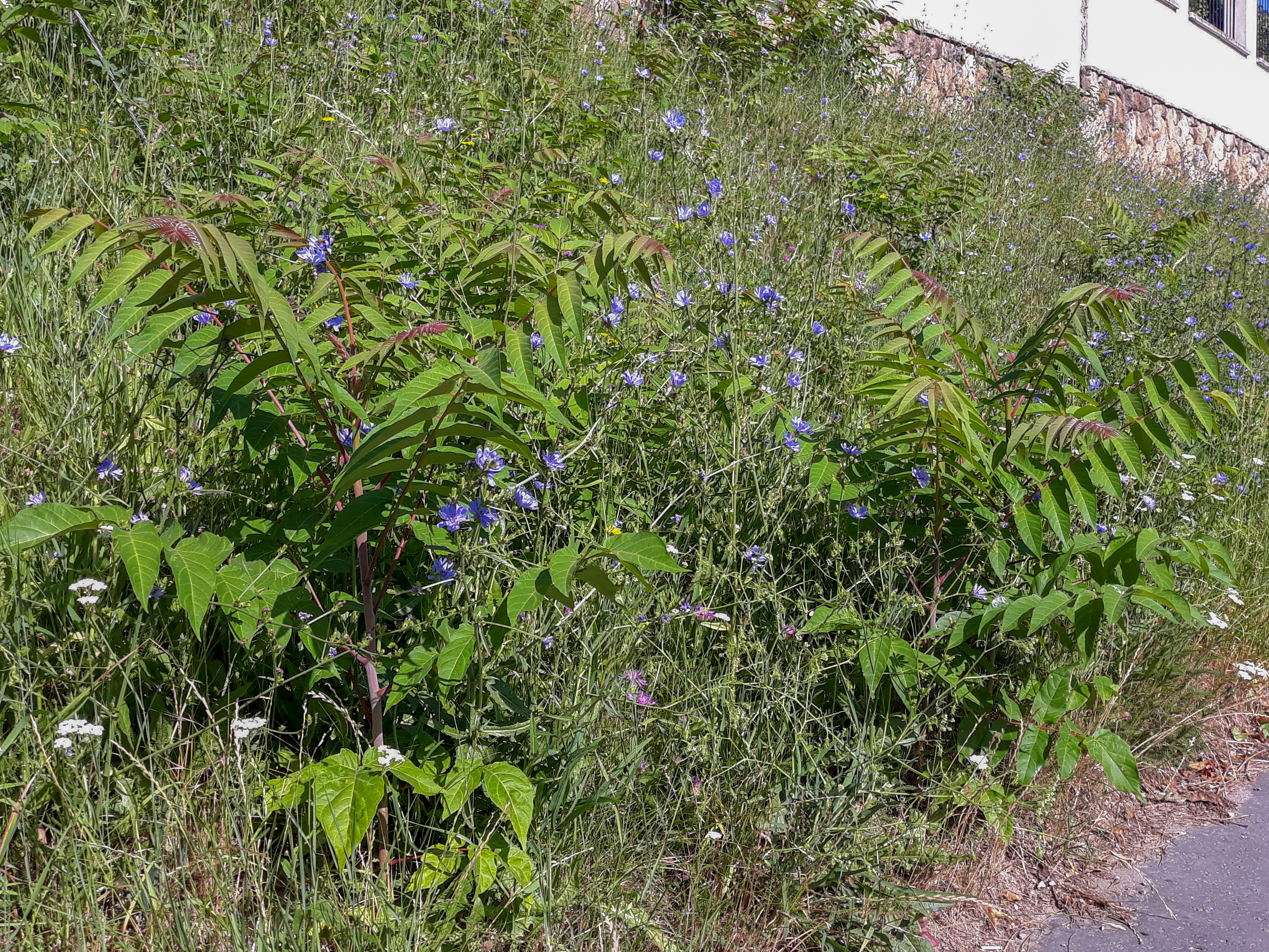 Vigyazat_novenyinvazio_2 Vigyazat_novenyinvazio_2