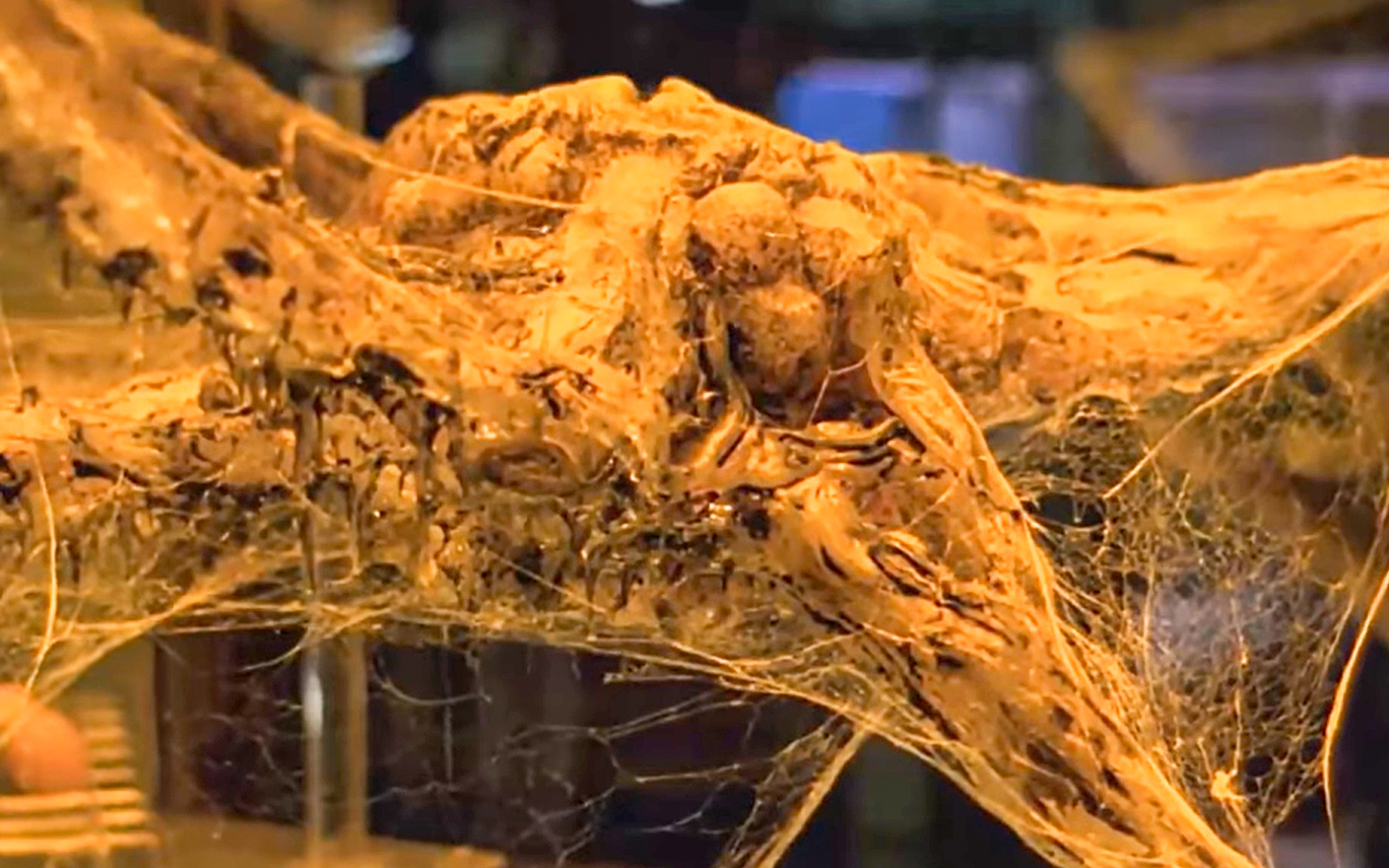 A_bolygo_neve_Agyhalal__a_leghitvanyabb_Alien-koppintasok_1