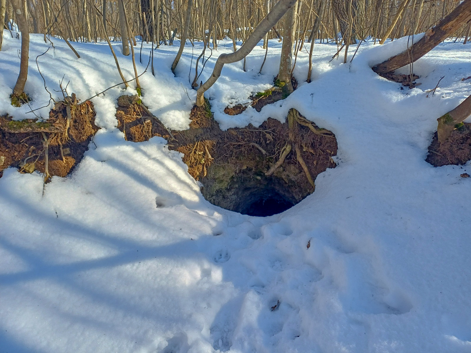 A_roka_az_uj_vaddiszno_1 A_roka_az_uj_vaddiszno_1