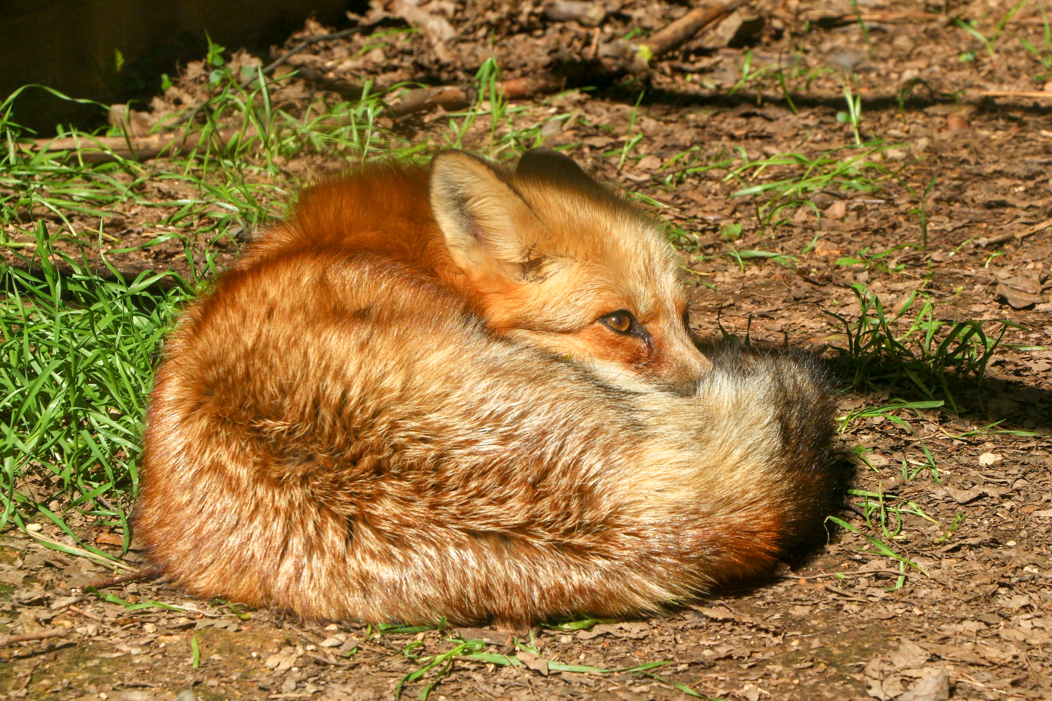 A_roka_az_uj_vaddiszno_2 A_roka_az_uj_vaddiszno_2