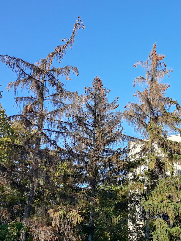 Szaraz_tonak_nedves_partjan_doglott_a_beka_1