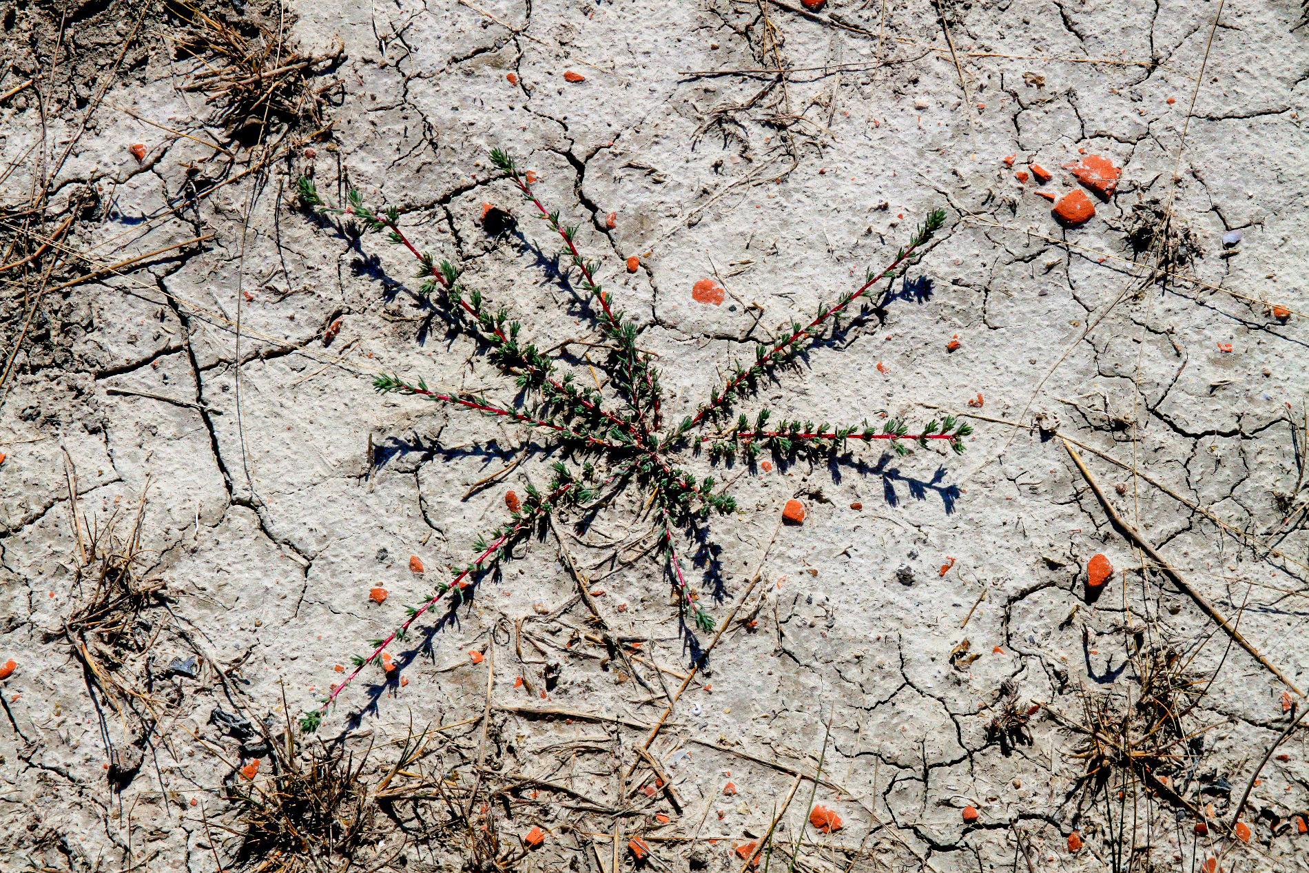 Szaraz_tonak_nedves_partjan_doglott_a_beka_2