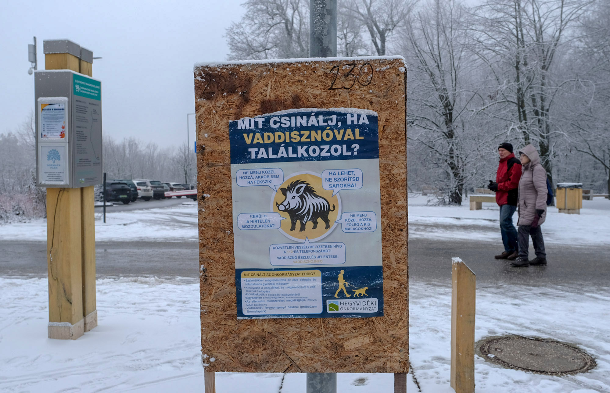 Naprol_napra_ritkul_a_vaddisznoallomany_a_Hegyvideken_1