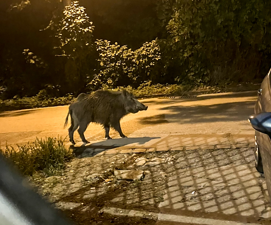 Naprol_napra_ritkul_a_vaddisznoallomany_a_Hegyvideken_2