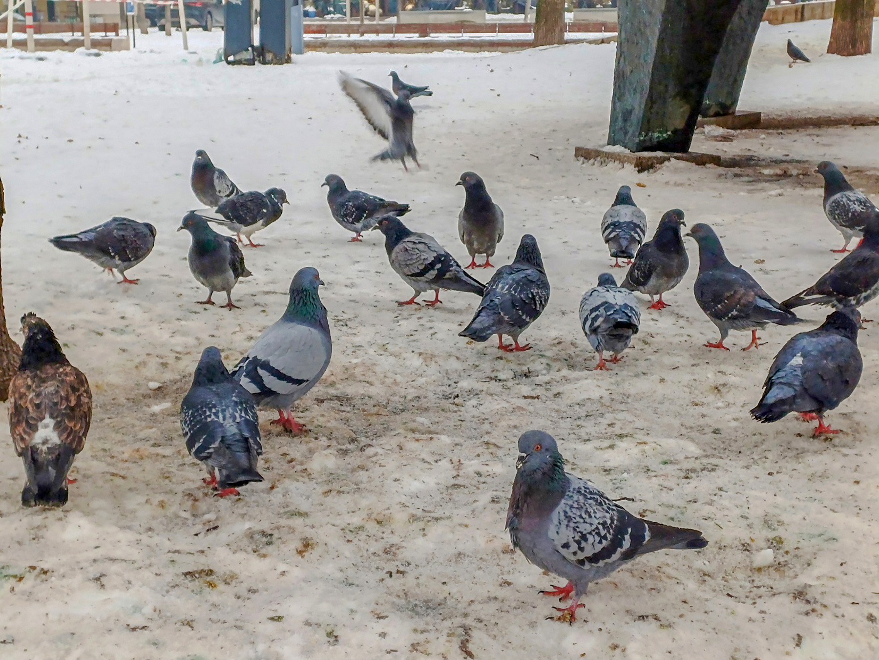 Nincs_varos_galamb_nelkul_1