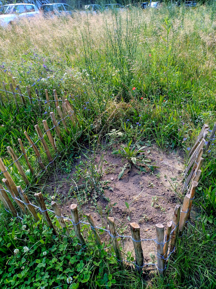 Tobb_mint_szaz_faj_a_keruleti_mehlegelokon_1