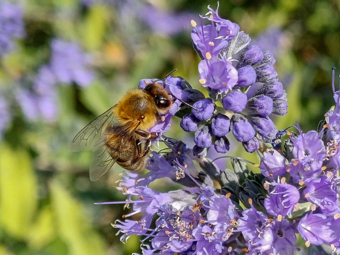 Tobb_mint_szaz_faj_a_keruleti_mehlegelokon_3