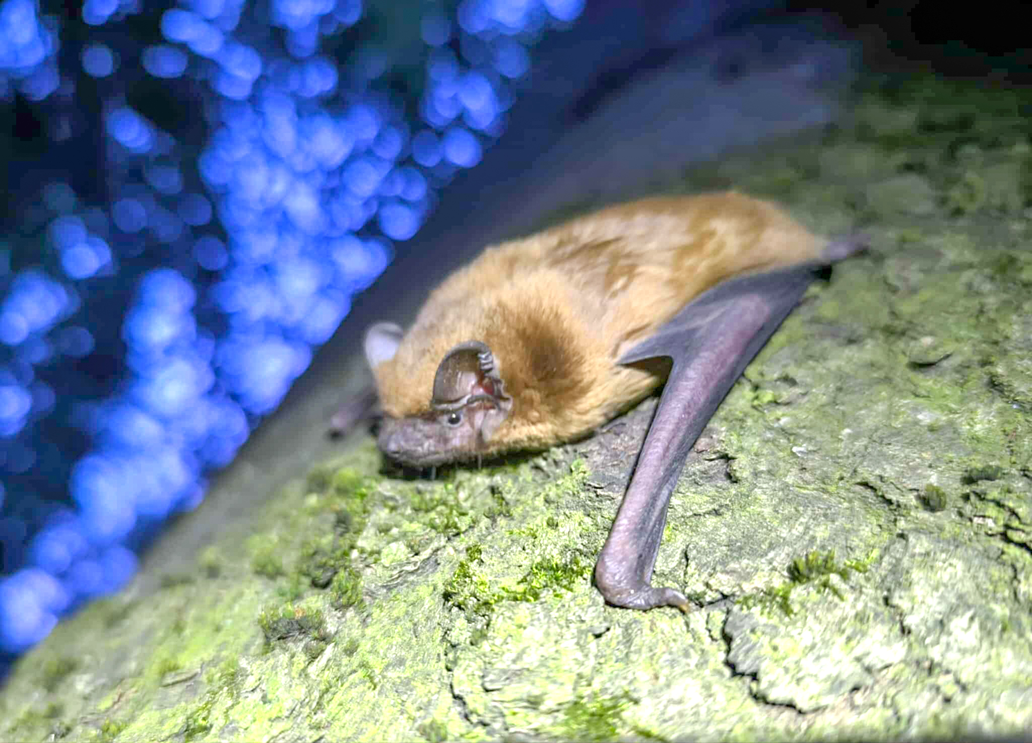 Denevervadaszokat_keres_a_Hegyvideki_Zold_Iroda