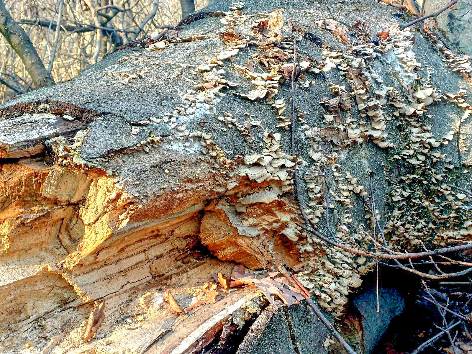 Holtfa_nelkul_nincs_egeszseges_erdo_1