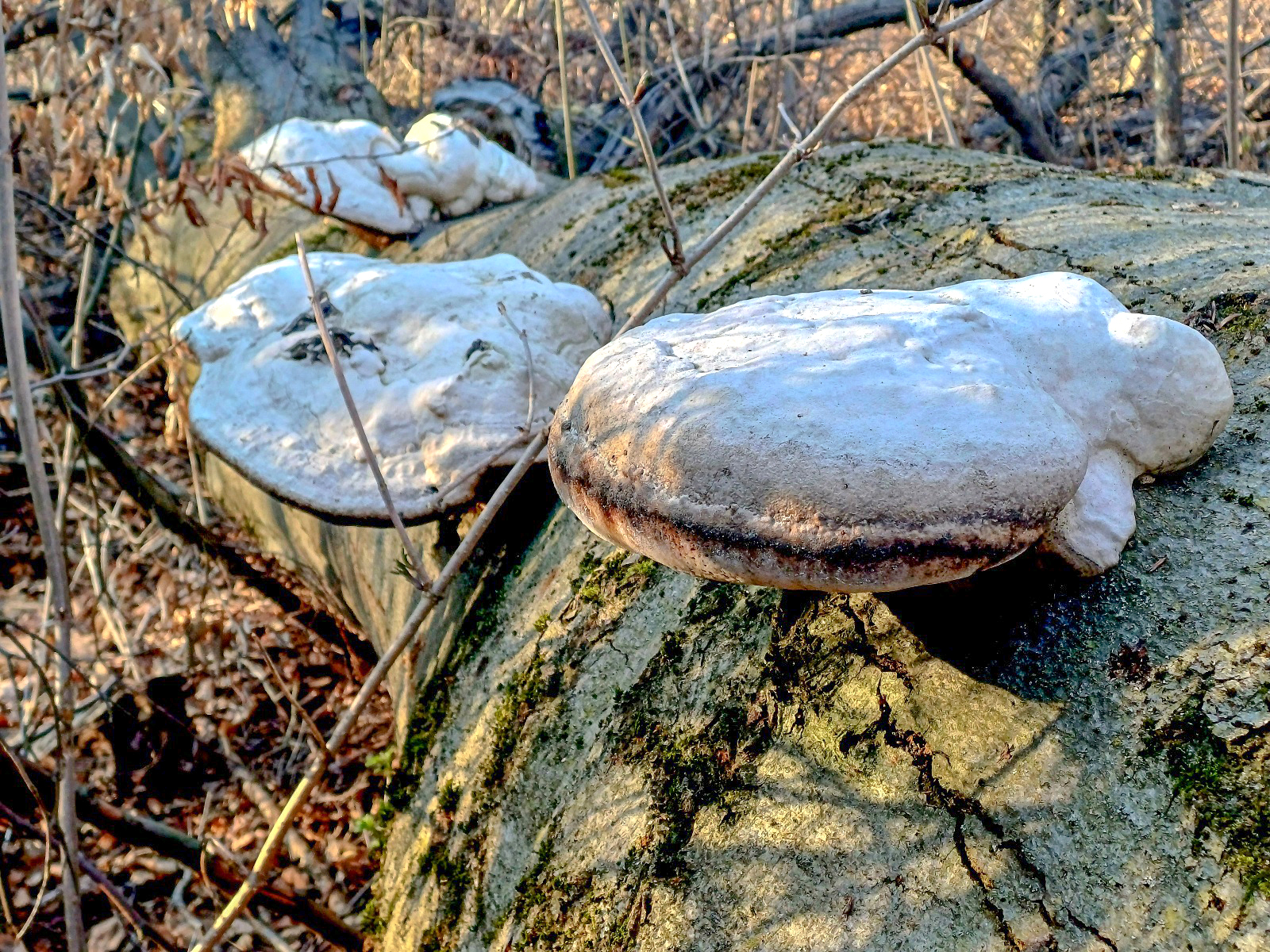 Holtfa_nelkul_nincs_egeszseges_erdo_2