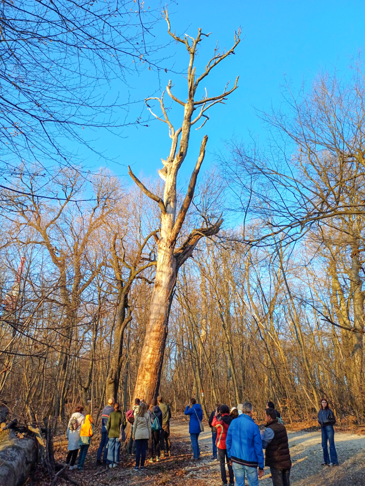 Holtfa_nelkul_nincs_egeszseges_erdo_3