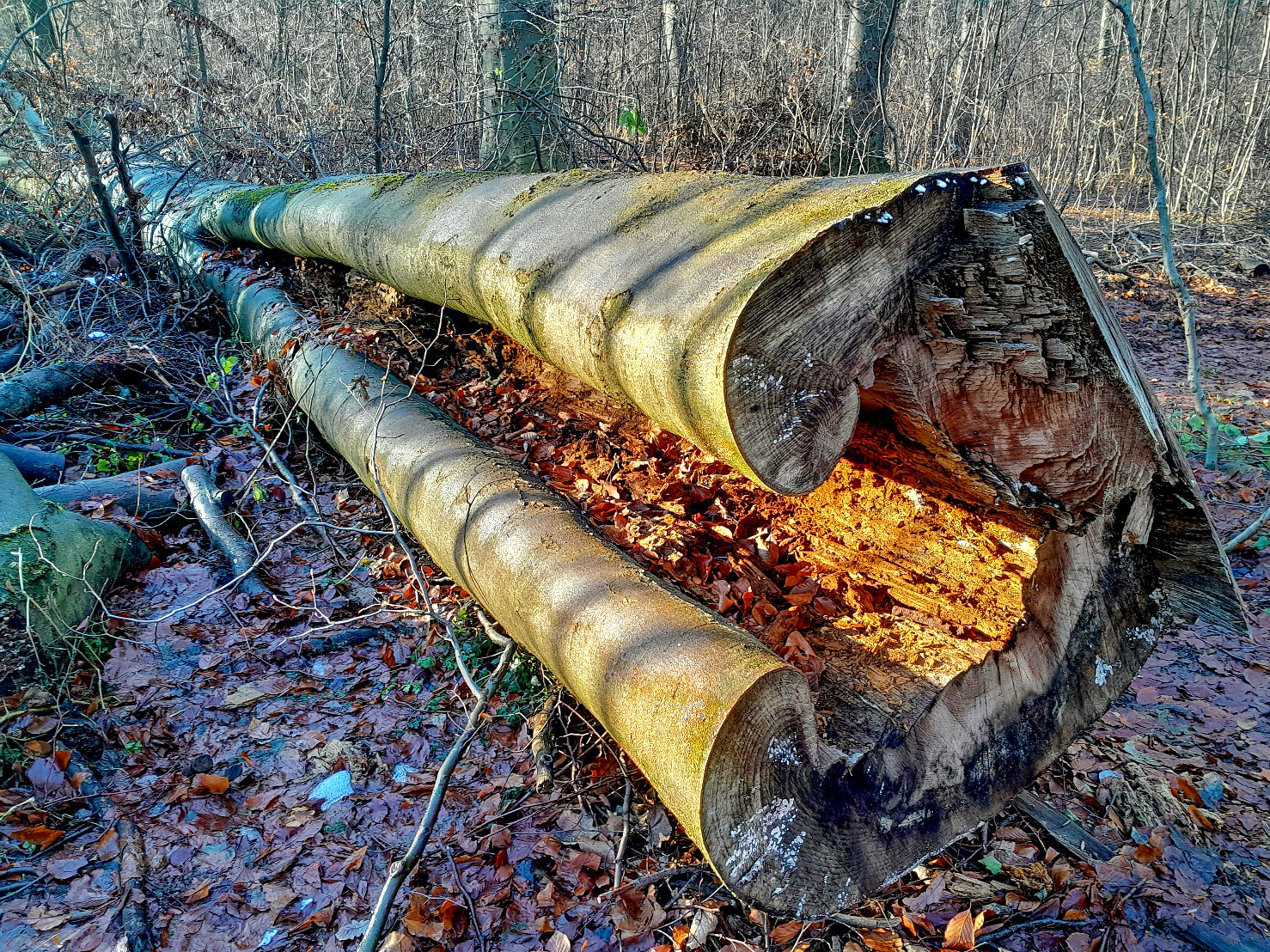 Holtfa_nelkul_nincs_egeszseges_erdo_4