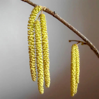 Tul_sok_zsebkendo_fogy_tavasszal